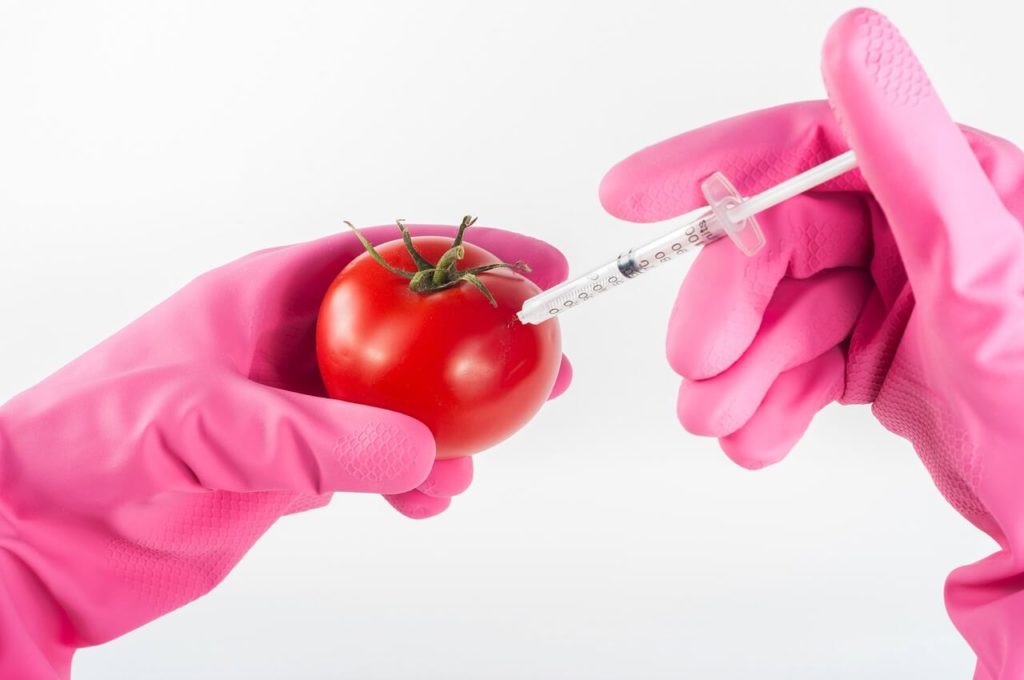 přidávání chemikálií do rajčete stříkačkou