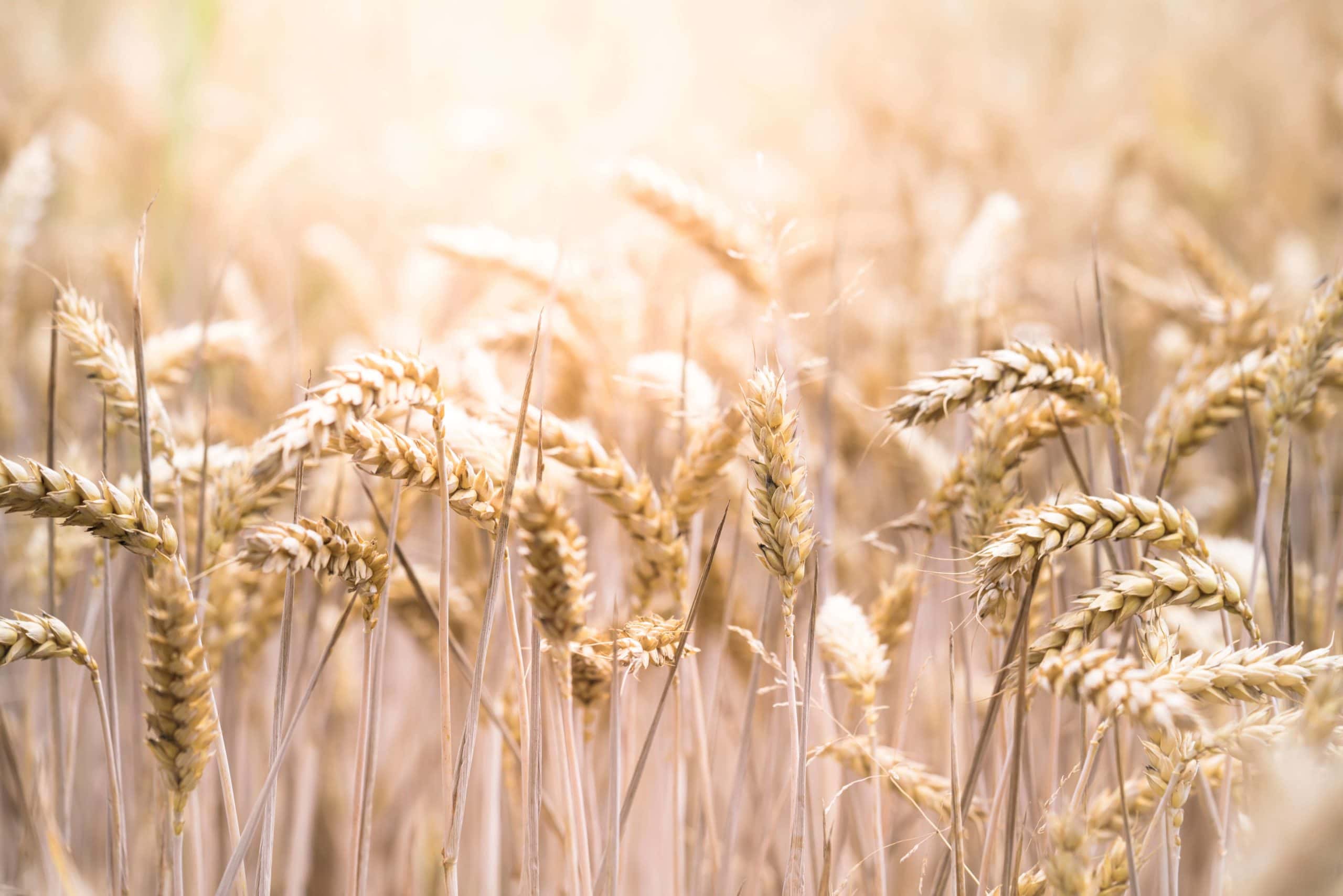 Living with coeliac disease – gluten, our daily bread