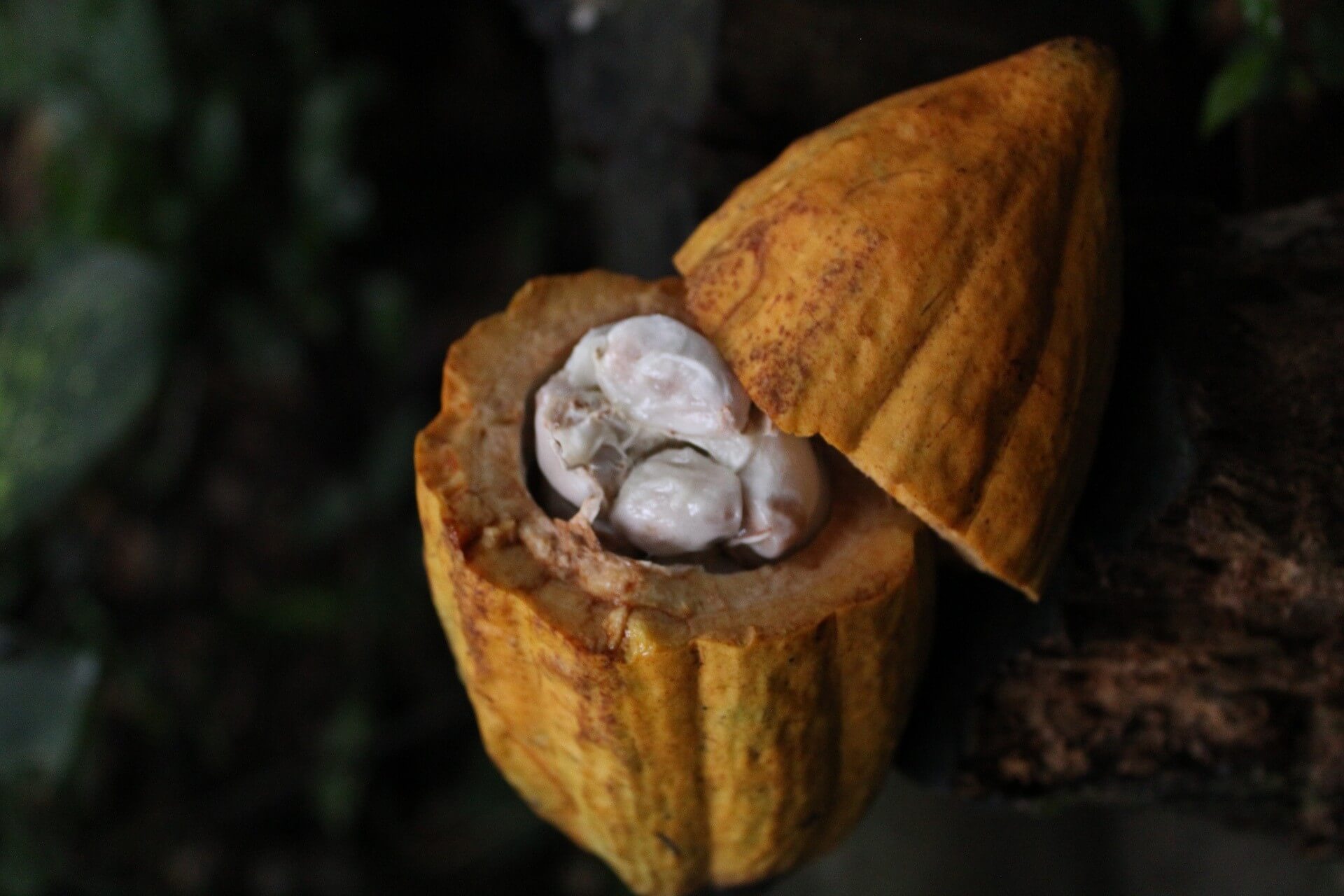 Chocolate and cacao