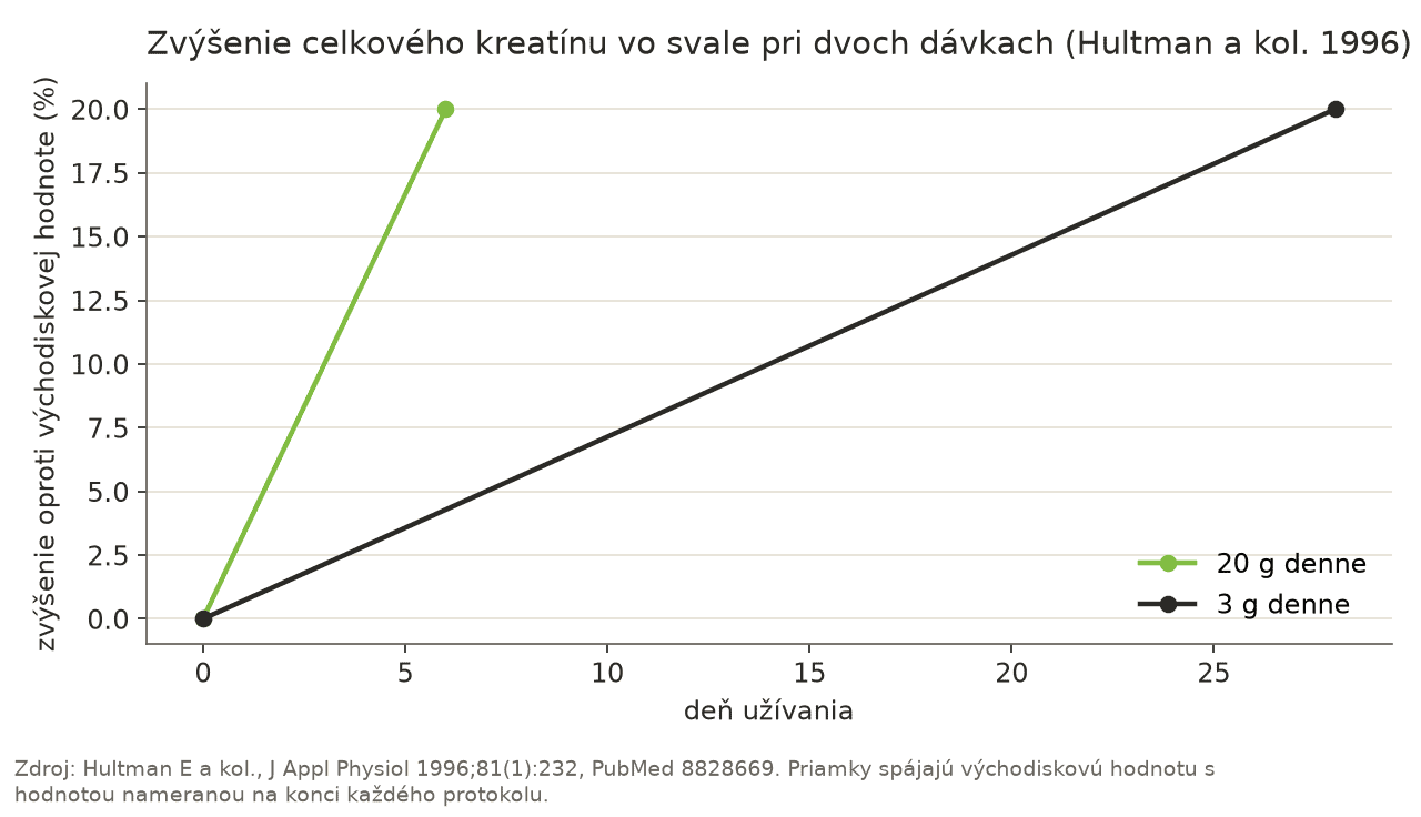 Čiarový graf: pri 20 g kreatínu denne stúpol celkový kreatín vo svale o približne 20 % za 6 dní, pri 3 g denne o rovnakých 20 % za 28 dní.