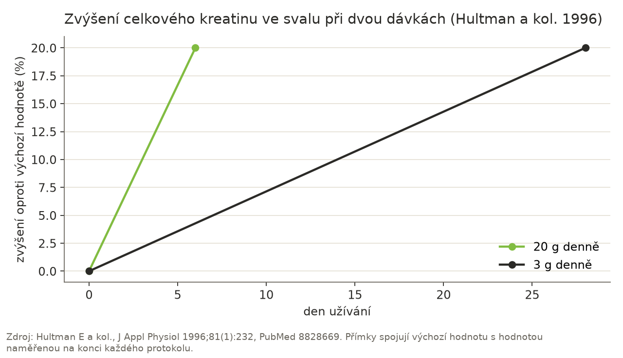 Čárový graf: při 20 g kreatinu denně stoupl celkový kreatin ve svalu o přibližně 20 % za 6 dní, při 3 g denně o stejných 20 % za 28 dní.