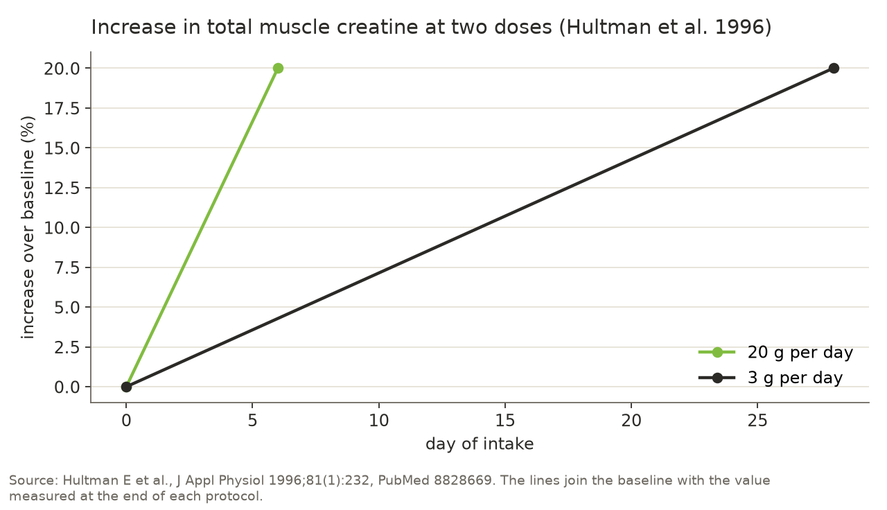 Line chart: at 20 g of creatine per day total muscle creatine rose by roughly 20 % in 6 days, at 3 g per day by the same 20 % in 28 days.