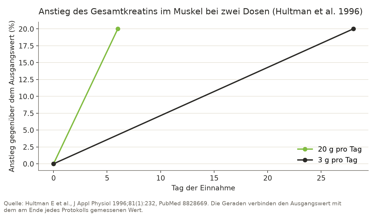 Liniendiagramm: Bei 20 g Kreatin pro Tag stieg das Gesamtkreatin im Muskel in 6 Tagen um etwa 20 %, bei 3 g pro Tag um dieselben 20 % in 28 Tagen.