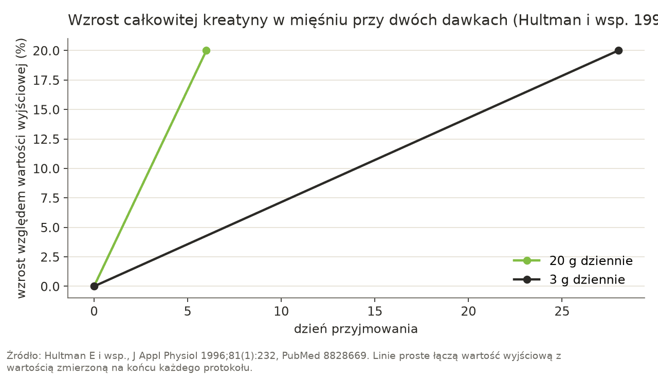 Wykres liniowy: przy 20 g kreatyny dziennie całkowita kreatyna w mięśniu wzrosła o około 20 % w 6 dni, przy 3 g dziennie o te same 20 % w 28 dni.