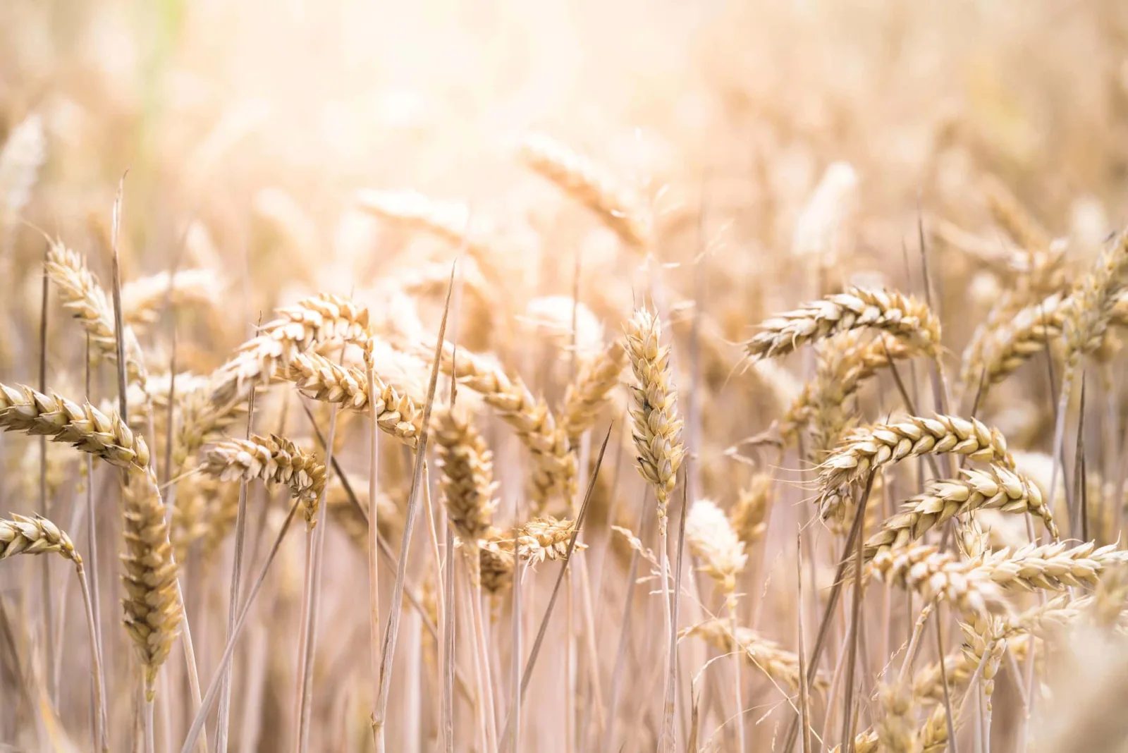 Living with coeliac disease – gluten, our daily bread